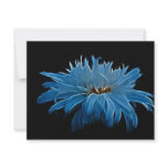 Shasta daisy love and meaning invitations