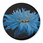 Shasta daisy love and meaning magnets