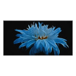 Shasta daisy love and meaning photo cards