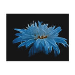 Shasta daisy love and meaning postcards
