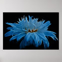 Shasta daisy love and meaning posters