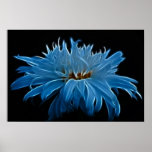Shasta daisy love and meaning posters