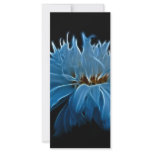 Shasta daisy love and meaning rack cards