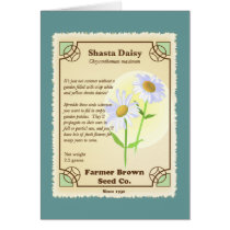 Shasta Daisy Seed Packet