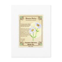 Shasta Daisy Seed Packet
