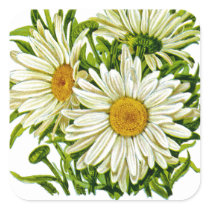 Shasta Daisy Vintage Seed Packet Square Sticker