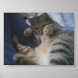 She Just Wants to Play posters