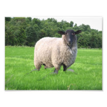 Sheal Photo Print