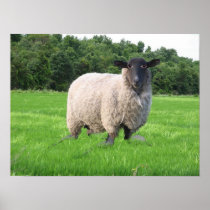 Sheal Poster