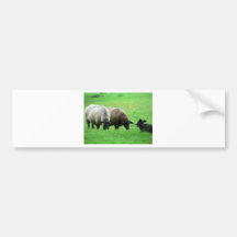 Sheep And Sheep Dog Bumper Stickers