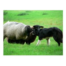 Sheep And Sheep Dog On Field Post Card