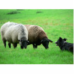 Sheep And Sheep Dog photo sculptures
