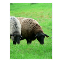 Sheep And Sheep Dog Postcard