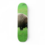 Sheep And Sheep Dog skateboards