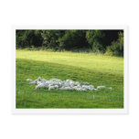 Sheep at Sleep postcards