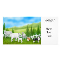 Sheep & Border Collies Photo Card