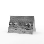 Sheep cards