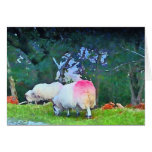 Sheep  cards
