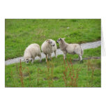 sheep cards