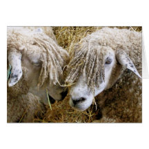 SHEEP CARD
