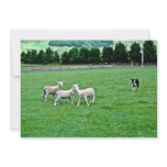 Sheep Dog And Sheep, The Agrodome, Rotorua invitations