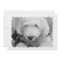 Sheep Dog Invitation