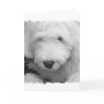 Sheep Dog Photo Greeting Card