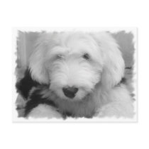 Sheep Dog Photo Postcard