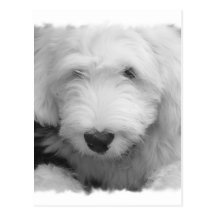 Sheep Dog Photo Postcard