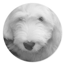 Sheep Dog Photo Sticker