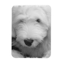 Sheep Dog  Premium Magnet