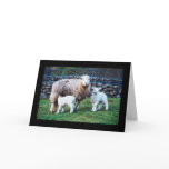 Sheep Family Greeting Cards