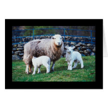 Sheep Family Greeting Cards