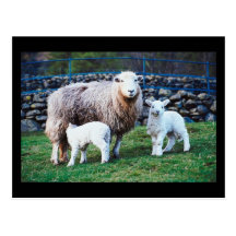 Sheep Family Post Card