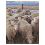Sheep flyers