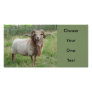 Sheep - Fox coloured Ram