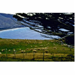 Sheep Grazing, Christchurch Area, South Island photo sculptures