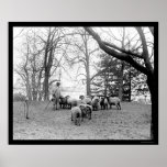 Sheep Grazing on the White House Lawn 1912 Print