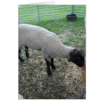 Sheep cards
