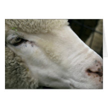 Sheep Greeting Cards