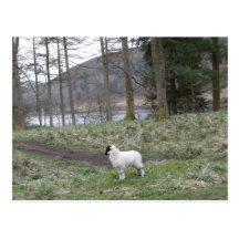 sheep in Derwent Valley, Peak District postcard