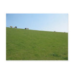 Sheep in Holland Photo Card postcards