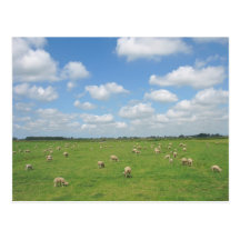 Sheep in Meadow Postcard