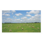 Sheep in Pasture Small Photo Card