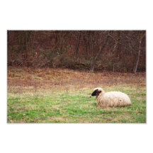 Sheep in the Meadow - Farm Nature Photography