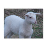 SHEEP & LAMBS PHOTOGRAPHY postcards