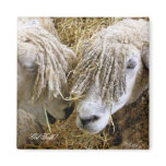 SHEEP magnets