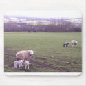 Sheep mousepads