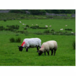 Sheep Near Deerpark Ireland photo sculptures