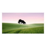 "Sheep on the horizon.."~Border Collie Photo Card photo cards
